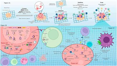 Role of Circular RNAs in the Regulation of Immune Cells in Response to Cancer Therapies